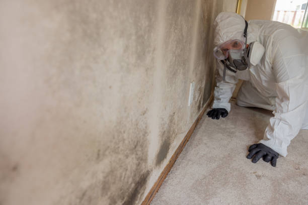 Why You Should Choose Our Mold Remediation Services in West Menlo Park, CA